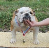  - Dog Show Luxembourg - le 08/09/2013